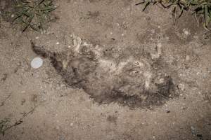 Dead cat found outside sheds - Captured at Wally's Piggery, Jeir NSW Australia.