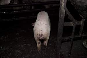 Grower pig living in excrement - Australian pig farming - Captured at Wally's Piggery, Jeir NSW Australia.