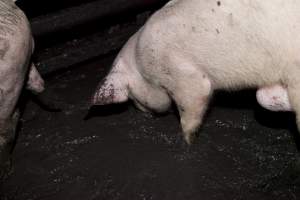 Grower pig living in excrement - Australian pig farming - Captured at Wally's Piggery, Jeir NSW Australia.