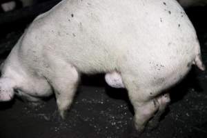 Grower pig living in excrement - Australian pig farming - Captured at Wally's Piggery, Jeir NSW Australia.