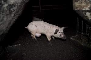 Grower pig living in excrement - Australian pig farming - Captured at Wally's Piggery, Jeir NSW Australia.