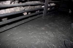 Grower pigs living in excrement - Australian pig farming - Captured at Wally's Piggery, Jeir NSW Australia.