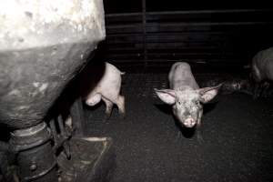 Grower pigs living in excrement - Australian pig farming - Captured at Wally's Piggery, Jeir NSW Australia.