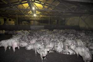 Grower pigs packed in - Australian pig farming - Captured at Wally's Piggery, Jeir NSW Australia.