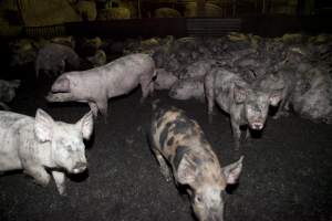 Grower pigs packed in - Australian pig farming - Captured at Wally's Piggery, Jeir NSW Australia.