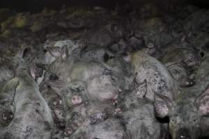 Grower pigs packed in - Australian pig farming - Captured at Wally's Piggery, Jeir NSW Australia.