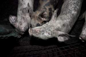 Grower pigs - Australian pig farming - Captured at Wally's Piggery, Jeir NSW Australia.