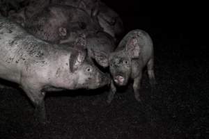 Grower pigs - Australian pig farming - Captured at Wally's Piggery, Jeir NSW Australia.