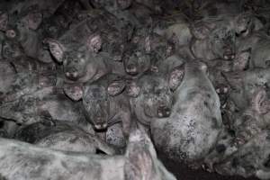 Grower pigs packed in - Australian pig farming - Captured at Wally's Piggery, Jeir NSW Australia.