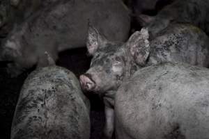 Grower pigs - Australian pig farming - Captured at Wally's Piggery, Jeir NSW Australia.