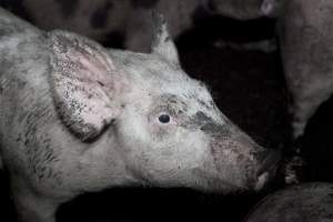 Grower pigs - Australian pig farming - Captured at Wally's Piggery, Jeir NSW Australia.