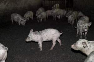 Grower pigs - Australian pig farming - Captured at Wally's Piggery, Jeir NSW Australia.