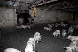 Grower pigs - Australian pig farming - Captured at Wally's Piggery, Jeir NSW Australia.