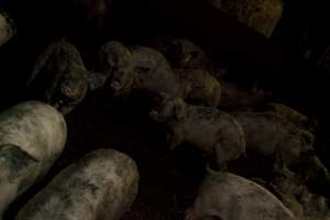 Grower pigs - Australian pig farming - Captured at Wally's Piggery, Jeir NSW Australia.