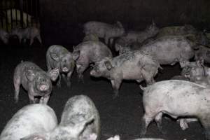 Grower pigs - Australian pig farming - Captured at Wally's Piggery, Jeir NSW Australia.