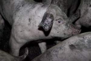 Grower pigs - Australian pig farming - Captured at Wally's Piggery, Jeir NSW Australia.