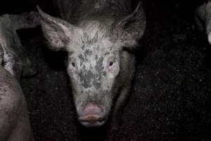 Grower pigs - Australian pig farming - Captured at Wally's Piggery, Jeir NSW Australia.