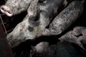 Grower pigs - Australian pig farming - Captured at Wally's Piggery, Jeir NSW Australia.