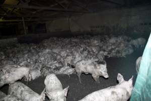 Grower pigs packed in - Australian pig farming - Captured at Wally's Piggery, Jeir NSW Australia.