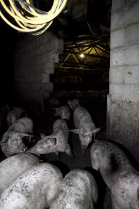 Grower pigs - Australian pig farming - Captured at Wally's Piggery, Jeir NSW Australia.