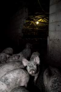 Grower pigs - Australian pig farming - Captured at Wally's Piggery, Jeir NSW Australia.