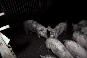 Grower pigs - Australian pig farming - Captured at Wally's Piggery, Jeir NSW Australia.