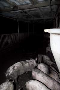 Grower pigs - Australian pig farming - Captured at Wally's Piggery, Jeir NSW Australia.