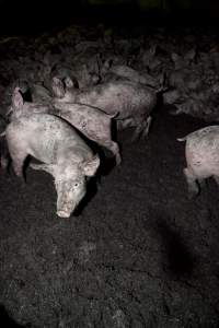 Grower pigs - Australian pig farming - Captured at Wally's Piggery, Jeir NSW Australia.