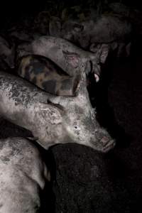 Grower pigs - Australian pig farming - Captured at Wally's Piggery, Jeir NSW Australia.