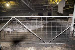 Grower pigs - Australian pig farming - Captured at Wally's Piggery, Jeir NSW Australia.