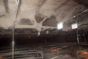 Ceilling of farrowing shed covered in cobwebs - Australian pig farming - Captured at Wally's Piggery, Jeir NSW Australia.