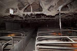 Ceilling of farrowing shed covered in cobwebs - Australian pig farming - Captured at Wally's Piggery, Jeir NSW Australia.