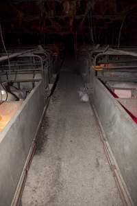 Looking down aisle of farrowing shed - Piglets loose in aisle - Captured at Wally's Piggery, Jeir NSW Australia.