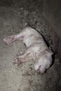 Dead piglet in farrowing shed - Australian pig farming - Captured at Wally's Piggery, Jeir NSW Australia.