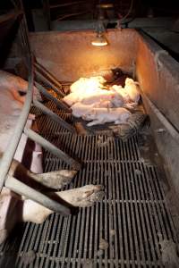 Cats sleeping in farrowing crate with piglets - Australian pig farming - Captured at Wally's Piggery, Jeir NSW Australia.