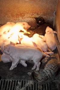 Cats sleeping in farrowing crate with piglets - Australian pig farming - Captured at Wally's Piggery, Jeir NSW Australia.