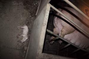 Dead piglet outside farrowing crate - Australian pig farming - Captured at Wally's Piggery, Jeir NSW Australia.