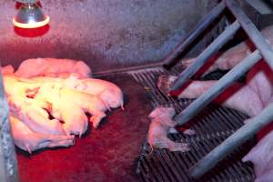 Wally's Piggery - Australian pig farming - Captured at Wally's Piggery, Jeir NSW Australia.