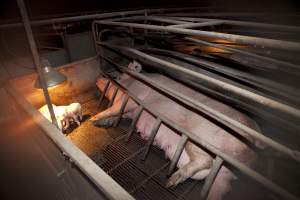 Wally's Piggery - Australian pig farming - Captured at Wally's Piggery, Jeir NSW Australia.