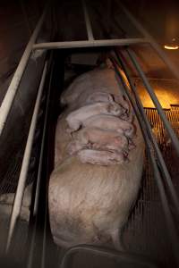 Wally's Piggery - Piglets sleeping on sow - Captured at Wally's Piggery, Jeir NSW Australia.