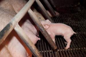 Wally's Piggery - Australian pig farming - Captured at Wally's Piggery, Jeir NSW Australia.