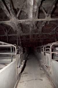 Wally's Piggery - Looking down aisle of farrowing shed, ceiling covered in cobwebs - Captured at Wally's Piggery, Jeir NSW Australia.