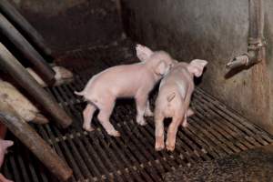 Wally's Piggery - Australian pig farming - Captured at Wally's Piggery, Jeir NSW Australia.