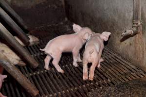 Wally's Piggery - Australian pig farming - Captured at Wally's Piggery, Jeir NSW Australia.