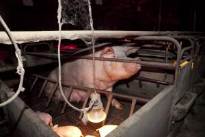 Wally's Piggery - Australian pig farming - Captured at Wally's Piggery, Jeir NSW Australia.