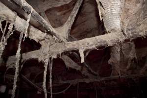 Ceiling covered in cobwebs - Australian pig farming - Captured at Wally's Piggery, Jeir NSW Australia.