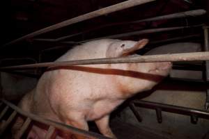 Wally's Piggery - Australian pig farming - Captured at Wally's Piggery, Jeir NSW Australia.