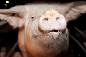 Sow's face - Australian pig farming - Captured at Wally's Piggery, Jeir NSW Australia.