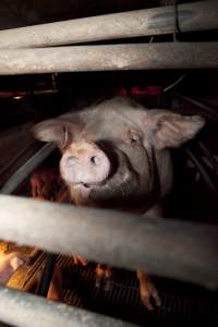 Wally's Piggery - Australian pig farming - Captured at Wally's Piggery, Jeir NSW Australia.