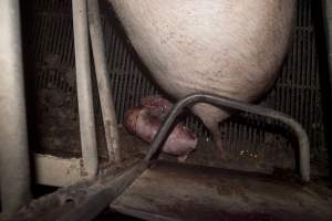 Stillborn piglet - Australian pig farming - Captured at Wally's Piggery, Jeir NSW Australia.